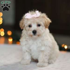 Clover, Havapoo Puppy